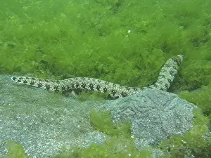 Immagini datate 2 agosto 2024: Long moray eel print