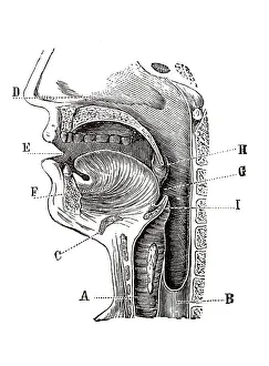 Historical Medical Artwork Stampe: Longitudinal section of a human head