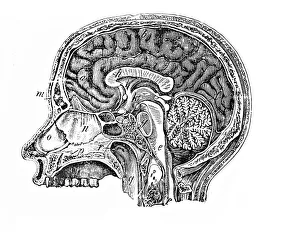 Human Head Anatomy Stampe: Longitudinal section of a human head