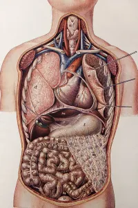 Human Torso Anatomy Stampe: Longitudinal section of a human torso