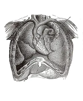 Human Torso Anatomy Stampe: Longitudinal section of a human torso