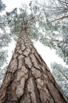 Black Forest Winter Stampe: Looking up along a tree trunk in winter