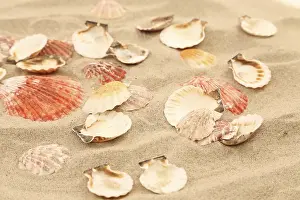 Aquatic Animal Photography Stampe: Lot of shells is located on sandy background