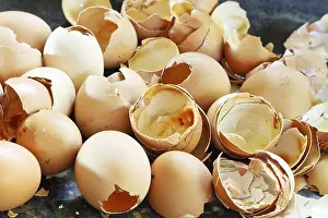 Bird Photography Close Up Stampe: Lots of empty chicken eggshells at close range