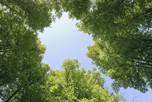 Low Angle View Stampe: Low angle view of trees in summertime