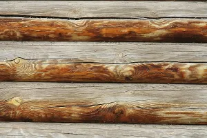 Fagales Forest Scene Stampe: Lumber background