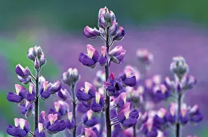 Lupin Blossom Stampe: Lupinus pholypullus