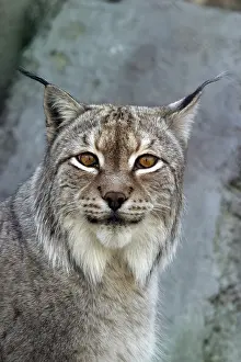 Mammalian Wildlife Images Stampe: A lynx looking