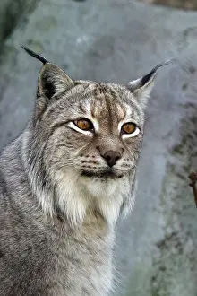 Predator Mammal Stampe: A lynx looking
