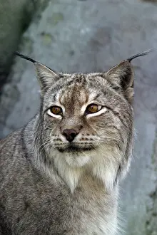 Predator Mammal Stampe: A lynx looking