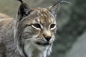 Mammalian Head Shot Stampe: A lynx looking