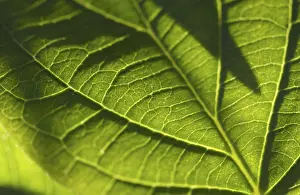 Macro Leaf Photography Stampe: Macro backlit leaf detail