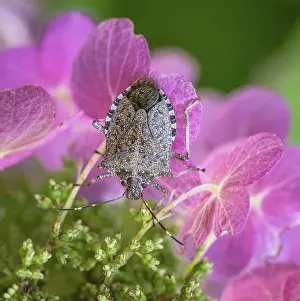 Flowering Plant Details Stampe: Macro of a dock bug on a ping hydrangea flower