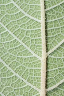 Detailed Plant Sections Stampe: Macro of a green leaf