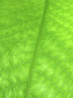 Leaf Detail View Stampe: Macro of green leaf