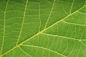 Close Up Plant Photography Stampe: Macro image of a leaf