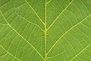 Nature Botany Images Stampe: Macro image of a leaf