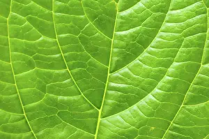 Deserted Plant Stampe: Macro leaf for concept purpose