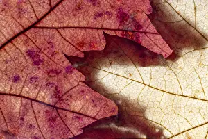 Full Frame Nature Image Stampe: Macro leaves background texture