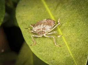 Wildlife Beetle Images Stampe: Macro shot of stinkbug or shield bug on the leaf of evergreen