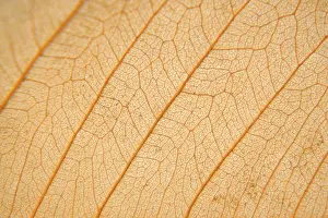 Empty Open Air Spaces Stampe: Macro texture of dry leaf