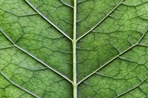 Leaf Detail View Stampe: Macro texture of green leaf close up