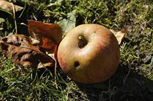 Vermi Stampe: Mele marce, caduta dal cielo.