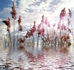 Empty Natural Environments Stampe: Magic nature