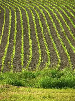Cornfield Scenery Stampe: Maize field
