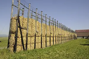 Agricultural Crop Harvests Stampe: Maize, maize silo, corn drying