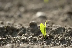 Daytime Agricultural Crop Stampe: Maize shoot