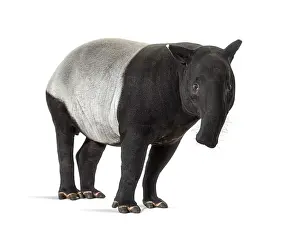 Malayan Tapir Stampe: Malayan tapir facing at the camera