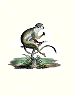 Vintage Styled Animal Illustrations Stampe: Mammals, Squirrel monkey or squirrel monkey