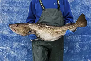 Stampe di Uomo con un merluzzo in braccio Merluzzo Dell'Atlantico Stampe: Uomo con un merluzzo in braccio.