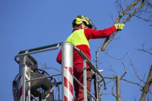 Deciduous Tree Care Stampe: Man on the work platform pruning trees