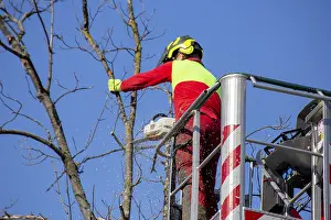 Deciduous Tree Care Stampe: Man on the work platform pruning trees