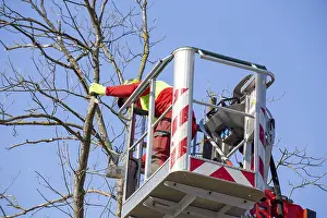 Deciduous Tree Care Stampe: Man on the work platform pruning trees