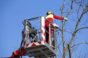 Deciduous Tree Care Stampe: Man on the work platform pruning trees