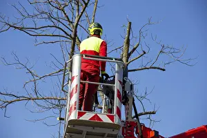 Tree Pruning Stampe: Man on the work platform pruning trees