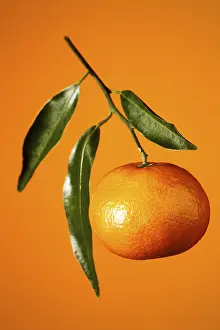 Balanced Diet Food Stampe: Mandarin