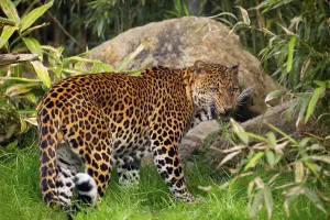 Indonesian Wildlife Stampe: Mannlicher Javaleopard Panthera pardus melas von Java