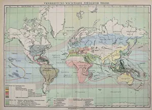Digitally Restored Historical Maps Stampe: Map of the Distribution of Important Lower Animals