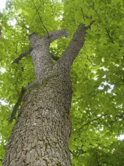 Deciduous Tree Low Angle View Stampe: Maple (Acer), frog perspective
