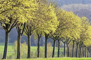 Tree Lined Road Germany Stampe: Maple (Acer), tree row in spring