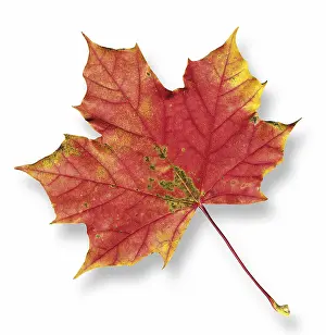 Autumn Color Stampe: Maple leaf