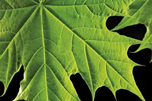 Maple Tree Leaves Stampe: Maple leaf