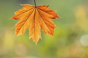 Autumn Colored Leaves Stampe: Maple leaf (Acer)