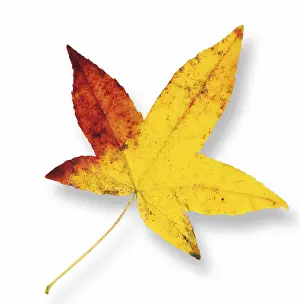 Autumn Color Stampe: Maple leaf (Acer)