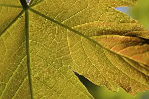 Deciduous Tree Leaves Stampe: Maple leaf from close up