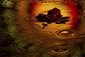 Autumn Color Reflection Stampe: Maple leaf in a puddle in the rain with light reflection